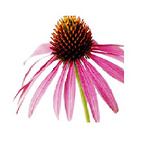 Echinacea Herb P.E