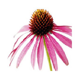 Echinacea Herb P.E