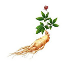 Panax ginseng extract