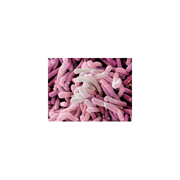 Bifidobacterium bifidum