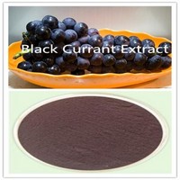 black currant extract