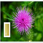 Milk Thistle Extract