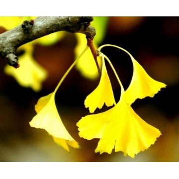 Ginkgo Biloba Extract