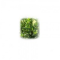 Dai-dai leaf oil