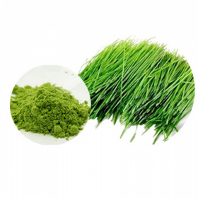 Wheat Grass Powder