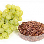 Grape seed extract