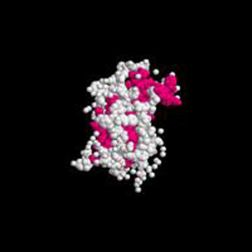 Goserelin Acetate  peptides