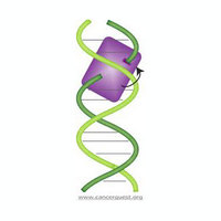 Beta-amyloid（1-42） peptides