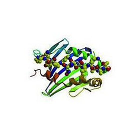 Leuprorelin Acetate peptides