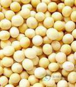 Soybean Isoflavones