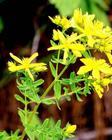 St.John&acute;s Wort P.E. plant extracts