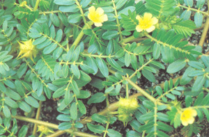 Tribulus Terestris extract