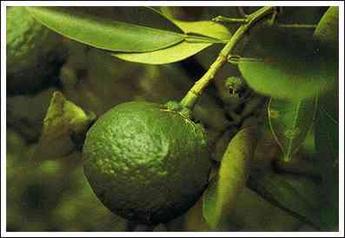 Natural Extracts