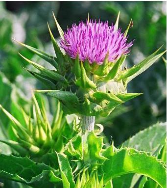 Milk Thistle Extract (Silymarin)