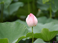 Lotus Leaf Extract