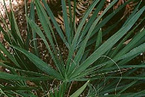 Saw palmetto fruit extract