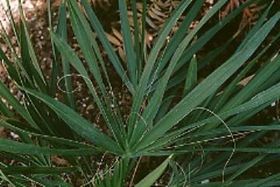 Saw palmetto fruit extract