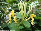 HoneySuckle Flowers Extract powder