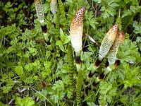 Horsetail Extract