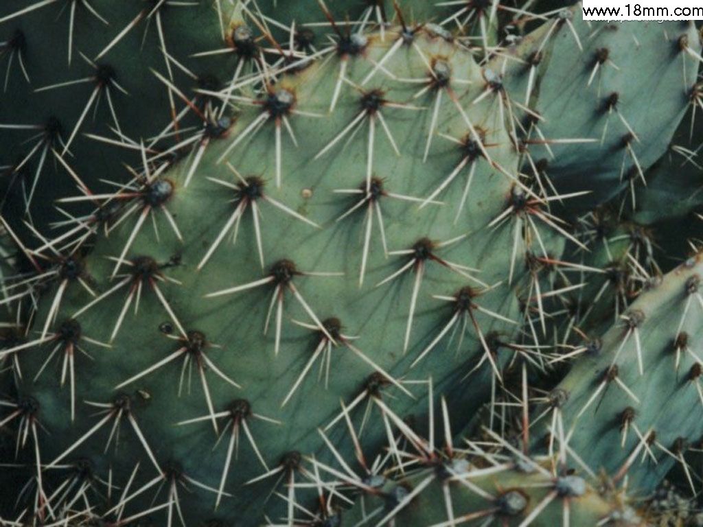 Cactus Extract