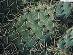 Cactus Extract