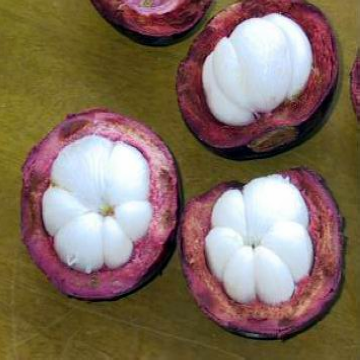 Mangosteen Extract