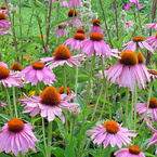 Echinacea Purpurea Extract powder