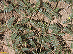 Tribulus terrestris P.E.