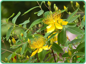 St.John’s Wort P.E.