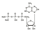 Adenosine Disodium Adenosine