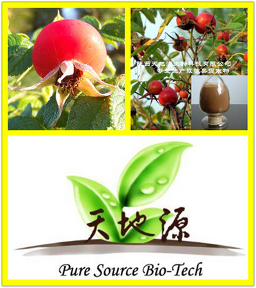 Rose Hip Extract