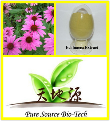 Echinacea extract