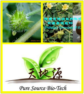 Tribulus Terrestris Extract