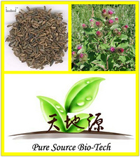 Burdock seed Extract