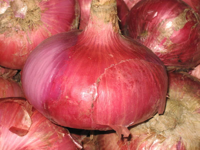 Onion Extract