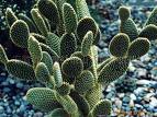 Cactus Extract