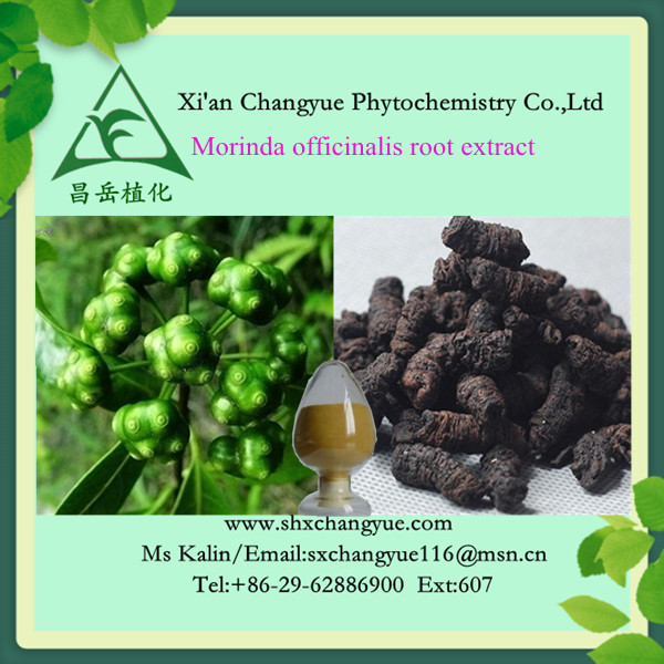 morinda officinalis extract