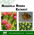 Rhodiola Rosea Extract