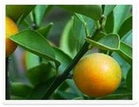 Naringin Citrus Extract