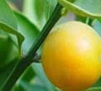 Naringenin  citrus extract