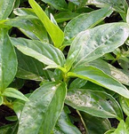 Andrographis paniculata Extract Andrographolide/Andrographolid