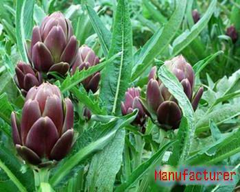 Artichoke Extract Luteolin,Anti-inflammatory 