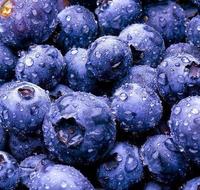 Blueberry Extract  blueberry,anthocyanidin 