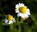 Chamomile Extract Apigenin