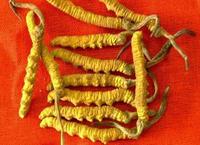 Cordyceps sinensis Extract Polysaccharide