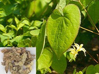 Epimedium Extract   Icariin