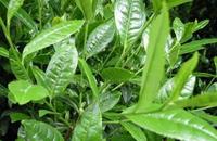 Green Tea Extract  50%EGCG,Green Tea Polyphenols 