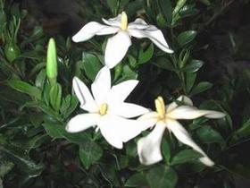 Gardenia Extract  Geniposide 