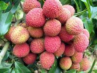 Litchi Seed Extract   Polyphenols 