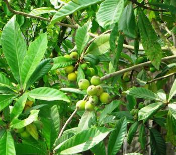 Loquat Leaf Extract  Ursolic acid